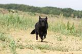 SCHIPPERKE 231